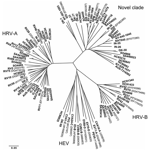 Phylogenetic analysis of VP4/2 coding region of viruses identified in association with acute respiratory illness (ARI) in South Africa, Côte d’Ivoire, Nepal, India, Western Australia, Denmark, and Spain (sequences deposited in GenBank under accession nos. EU697825–83). Phylogeny of VP4/2 nucleotide sequence (401 nt) was reconstructed by neighbor-joining analysis applying a Jukes-Cantor model; the scale bar indicates nucleotide substitutions per site. Included for reference are sequences belonging to the novel genotype identified in New York State (NY-003, –028, –041, –042, –060, and –074 [8]), similar viruses reported recently (QPM [11]; NAT01 and NAT045 [12]; and 024, 025, 026 [13]), and selected human rhinovirus A (HRV-A) serotypes (GenBank accession numbers for reference sequences are indicated in parentheses); HRV-B serotypes; human enterovirus C (HEV-C) viruses human coxsackievirus A1 and A24 (CV-A1, and CV-A24, respectively); human poliovirus 2 (PV-2); HEV-B viruses human echovirus 5 (E-5), human coxsackievirus B3 (CV-B3), and swine vesicular disease virus (CV-B5); HEV-D viruses human enterovirus 68 and 70 (EV-68, EV-70); porcine enterovirus B virus porcine enterovirus 9 (PEV-9); and HEV-A viruses human coxsackievirus A16 (CV-A16) and human enterovirus 71 (EV-71). SA, South Africa; IC, Côte d’Ivoire; HC, Nepal; IN, India; AUS, Australia; DK, Denmark; SO, Spain.