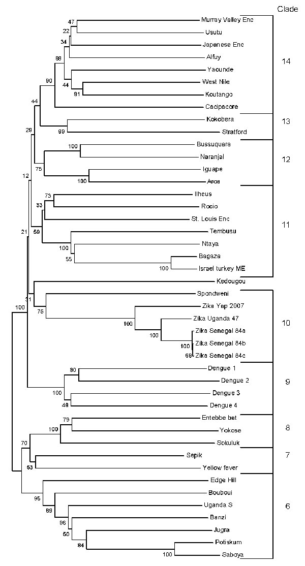 Phylogenetic tree constructed from nucleic acid data from flavivirus nonstructural protein 5 region by the neighbor-joining algorithm in MEGA (www.megasoftware.net). Numbers to the left of the nodes are bootstrap percentages (2,000 replications) for clades. Clade numbers correspond to clades identified by Kuno et al. (16). Enc, encephalitis; ME, meningoencephalitis.