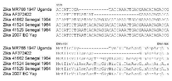 Alignment of nucleotide and amino acid sequences adjacent to the envelope (ENV)–154 glycosylation site of Zika virus strains. Dashes indicate deletions. EC, epidemic consensus.