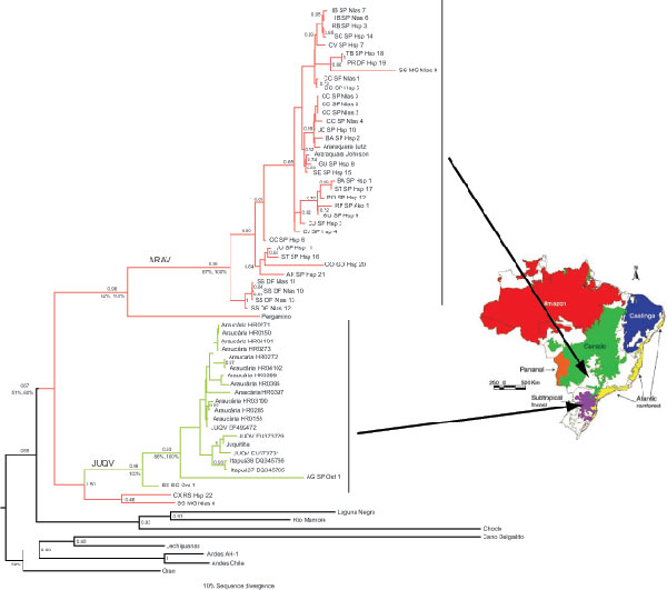 Maximum clade credibility (MCC) tree based on concatenation of partial sequences of nucleocapsid (N) and glycoprotein genes of hantavirus detected in 16 patients with hantavirus pulmonary syndrome and in 15 rodents, and other South American hantaviruses. Arrows toward the map show that main biomes in Brazil indicate that Araraquara hantavirus (ARAV) samples (shown in red) had a distribution ranging mainly from the Central Plateau (cerrado, a savanna-like ecosystem) to areas bordering the Atlanti