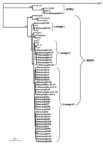 Thumbnail of Phylogenetic tree of hantaviruses based on partial sequences of the small (S) segment (nt 600–999 for Seoul virus (SEOV) and nt 514–1026 for hantaan virus (HTNV). PHYLIP program package (3.65) was used to construct the phylogenetic trees by using the neighbor-joining (NJ) method and the maximum likehood (ML) with 1,000 replicates. The tree, constructed by using the ML method, had a similar topology as that constructed by the NJ method (data not shown). Bootstrap values were calculat