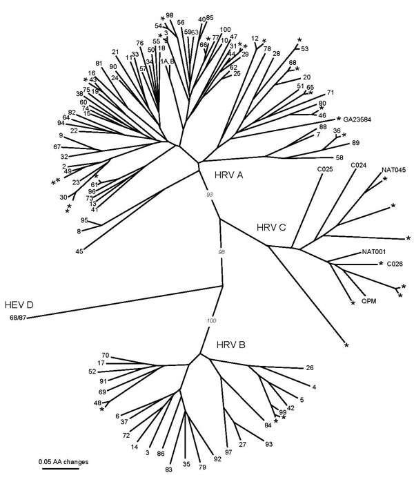 Phylogenetic tree of partial virus capsid protein 1 (VP1) amino acid sequences of human rhinoviruses (HRVs) identified in 29 HRV-positive pediatric asthma patients, March 2003–February 2004, Atlanta, Georgia, USA (designated *), previously published sequences of strains QPM (GenBank accession no. EF186077), C024-C026 (accession nos. EF582385–EF582387), and NAT001 and NAT045 (accession nos. EF077279–EF077280). HRV prototype strains designated 1A, 1B, 2-100. Human enterovirus (HEV) 68/HRV87 (designated 68/87) is included as outgroup. Tree construction and bootstrap values determined with PAUP* (11).