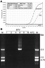 Thumbnail of A) Bluetongue virus (BTV) serotype 8 genome in a field sample collected May 3, 2007 (BH95/07), detected by using real-time reverse transcription–PCR with a 6-carboxy fluorescein-labeled probe (FAM). The magnitudes of the fluorescence signals per PCR cycle are shown for the sample (Unknown), the no-template control (NTC), and the positive control (PC). Ct, cycle threshold. B) Confirmation of serotype 8 for the isolated virus by serotype-specific PCR and agarose gel analysis. Additionally tested serotypes (BTV 1, 2, 4, 9, 16) were negative. A DNA ladder was used as marker (M).