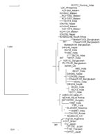 Thumbnail of Phylogenetic tree based on VP7 nucleotide sequences from representative Malawi G12 strains and G12 strains deposited in DNA databases. Strain designations are followed by country of origin. Malawi strain KCH1051 is genotype G12P[8] and has an indeterminate RNA profile. Horizontal lengths are proportional to the genetic distance calculated with the Kimura 2-parameter method. Number adjacent to the node represents the bootstrap value of 1,000 replicates and values &lt;80% are not indi