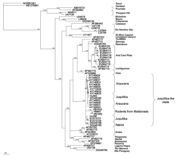 Majority-rule consensus tree obtained in the Bayesian analysis of sequences of the small segment of Juquitiba-like hantavirus isolated from 2 nonrelated rodent species. Posterior probabilities &gt;0.80 are shown at the nodes. Analyses were performed as described in Figure 1. Seropositive specimens from Uruguay are as follows: PB1033 (black-footed pigmy rice rat, Oligoryzomys nigripes), PB981 and PB1002 (long-nosed mouse, Oxymycterus nasutus), GenBank accession nos. EU564724, EU564722, EU564723, respectively. Analyzed hantavirus sequences are Seoul (NC0052361), Hantaan (AB1279981), Laguna Negra (AF005727), Rio Mamore (U52136), Alto Paraguay (DQ345762), Andes Central Plata (EU564711, EU564717, EU564718, EU564719, EU564716, EU564720, EU564715), Lechiguanas (EU564713, AF482714), Bermejo (AF482713), Ñeembucu (DQ345763), Hu39694 (AF482711), Orán (AF482715, AF325966), Araucaria (AY740627, AY712944, AY740631, AY740633, AY740625, AY740628, AY740632, AY7406261, AY7406221, AY7406241, AY740630, AY740629, AY740623), Juquitiba (Hu063, EF446280, Hu256, EU373729, EU373731), Itapúa (DQ345766, DQ345765), Andes (AF291702, AF482712, AF324902, AY228237), Maciel (AF482716), Araraquara (AF307325), Paranoa (EF576661), Pergamino (AF482717), Sin Nombre–like (U47135, U29210, L37904, L25784), Calabazo (AF395443); El Moro Canyon (U11427), Limestone Canyon (AF307322), Bayou (L36929), Catacamas (DQ256126), Muleshoe (U54575), Puumala (AB010731, AF294652), and Prospect Hill (M34011, U47136). Scale bar indicates expected changes per site.