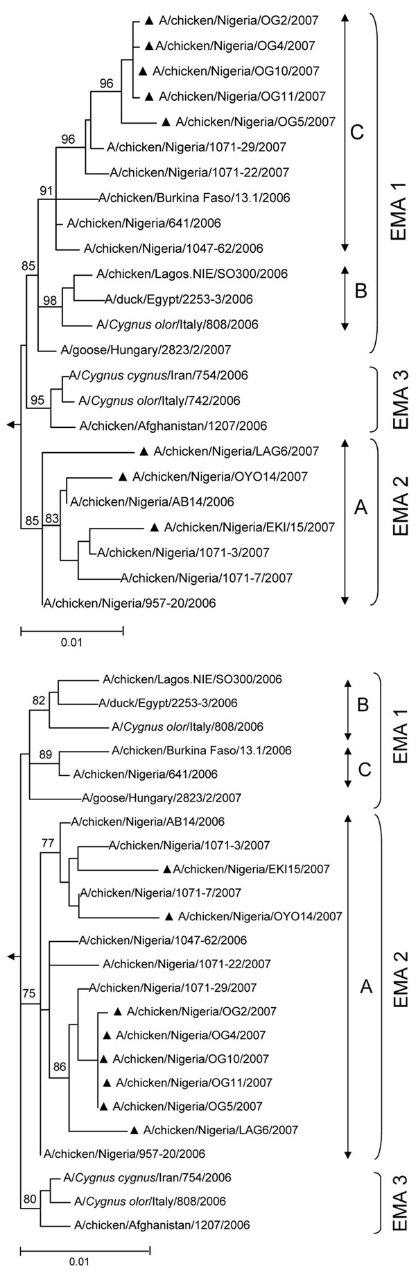Phylogeny of hemagglutinin (A) and neuraminidase (B) genes from 8 HPAI (H5N1) viruses collected in Nigeria during the second half of 2007 (▲), in comparison with previously identified sublineage A (EMA 2), sublineage B and C (EMA 1), and (EMA 3) strains (1,3). The tree was calculated by using the maximum likelihood method implemented in PAUP 4.0 (7). The substitution model was obtained by using MODELTEST (8). Bootstrap values (%) were calculated with the maximum-likelihood method with 1,000 replications and are indicated on key nodes. Scale bars represent ≈1% of nucleotide changes between close relatives. A/duck/Anyang/AVL-1/2001 was used as an outgroup.