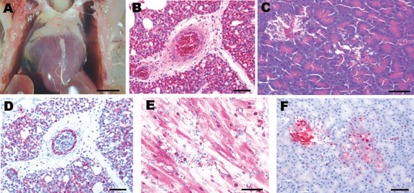 Experimental studies in chickens inoculated intranasally with highly pathogenic influenza A/chicken/Nigeria/228-5/2005 (H5N1) and sampled 2 days postinoculation. A) Photograph (scale bar = 1 cm) of a gross lesion, showing petechia in epicardial fat in the coronary groove. B,C) Photomicrographs (scale bars = 50 μm) of tissue sections stained with hematoxylin and eosin, showing severe histiocytic and heterophilic interstitial pneumonia with moderately interlobular edema (panel B) and pancreatic acinar epithelium (panel C). D–F) Photomicrographs (scale bars = 50 μm) of tissue sections stained immunohistochemically to demonstrate avian influenza virus nucleoprotein, showing avian influenza virus antigen in pulmonary and blood vessel endothelial cells and histiocytes (panel D), nuclei and cytoplasm of cardiac myocytes (panel E), and pancreatic acinar epithelium and islet cells (panel F).