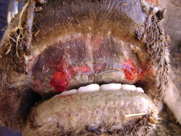 Erosive lesion on pulvinus dentalis of cow seropositive for epizootic hemorrhagic disease virus, Turkey, 2007.