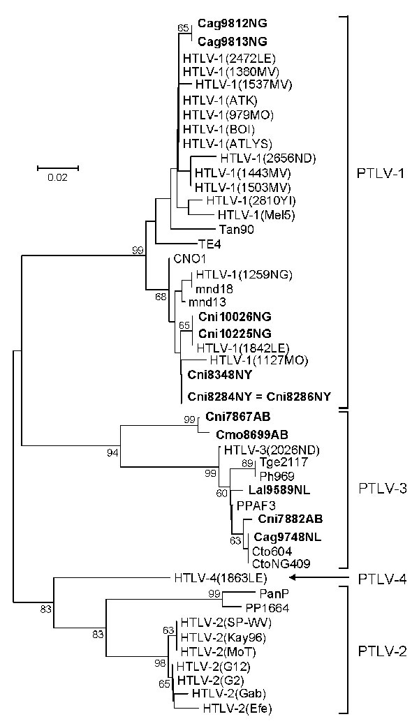 Primate T-lymphotropic virus (PTLV) phylogeny inferred by using 161-bp tax sequences. New sequences from nonhuman primates (NHPs) from Cameroon in this study are in boldface. Support for the branching order was determined by 1,000 bootstrap replicates; only values &gt;60% are shown. Branch lengths are proportional to the evolutionary distance (scale bar) between the taxa. Nonhuman primates are coded as follows: the first letter of the genus is followed by the first 2 letters of the species name: