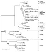 Thumbnail of Identification of a novel primate T-lymphotropic virus (PTLV)–3 subtype by phylogenetic inference of 202-bp tax sequences with PTLV prototypes and partial sequences from 3 Cercopithecus nictitans (Cni217, Cni227, and Cni3038) reported elsewhere (9,21) and those identified in the current study (in boldface). GenBank accession numbers for the previously reported partial simian T-lymphotropic virus (STLV)–3 tax sequences included in this analysis are AY039033, AF412120, and AM746647–AM