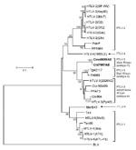 Thumbnail of Identification of a novel primate T-lymphotropic virus (PTLV) subtype by phylogenetic inference of 881-bp tax sequences from prototypical PTLVs. Bovine leukemia virus (BLV) tax sequences were used as an outgroup in the maximum-likelihood analysis. New sequences from this study are in boldface. Support for the branching order was determined by 1,000 bootstrap replicates; only values &gt;60% are shown. Branch lengths are proportional to the evolutionary distance (scale bar) between th