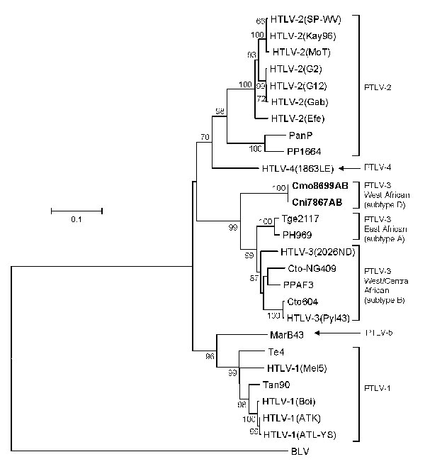 Identification of a novel primate T-lymphotropic virus (PTLV) subtype by phylogenetic inference of 881-bp tax sequences from prototypical PTLVs. Bovine leukemia virus (BLV) tax sequences were used as an outgroup in the maximum-likelihood analysis. New sequences from this study are in boldface. Support for the branching order was determined by 1,000 bootstrap replicates; only values &gt;60% are shown. Branch lengths are proportional to the evolutionary distance (scale bar) between the taxa. See F