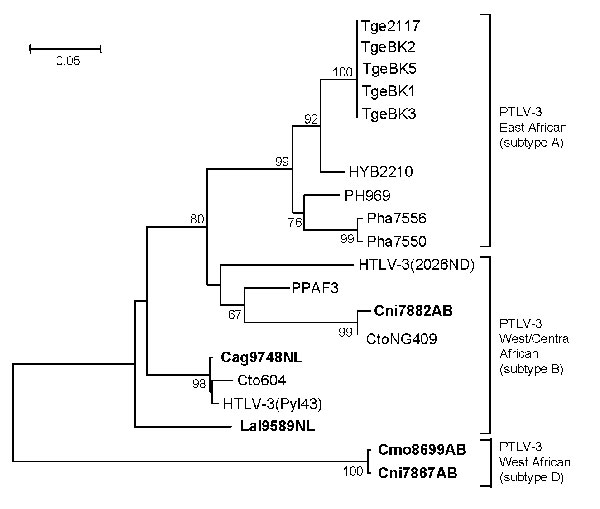 Identification of a novel primate T-lymphotropic virus (PTLV)–3 subtype by phylogenetic analysis of 275-bp long terminal repeat (LTR) sequences. LTR sequences for PTLV-3 subtype C were not available for this analysis. New sequences from this study are in boldface. Support for the branching order was determined by 1,000 bootstrap replicates; only values &gt;60% are shown. Branch lengths are proportional to the evolutionary distance (scale bar) between the taxa. BLV, bovine leukemia virus. See Fig