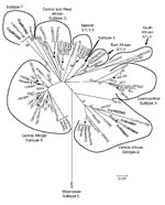 Thumbnail of Inferred phylogenetic relationships of primate T-lymphotropic virus (PTLV)–1 long terminal repeat (LTR) sequences by neighbor-joining analysis. Sequences from wild nonhuman primates (NHPs) in Cameroon generated in the current study are in boldface. Human T-lymphotropic virus–1 seqences are italicized. Support for the branching order was determined by 1,000 bootstrap replicates; only values &gt;60% are shown.<!-- INSERT SHAPE --><!-- INSERT SHAPE --> STLV, simian T-lymphotropic virus