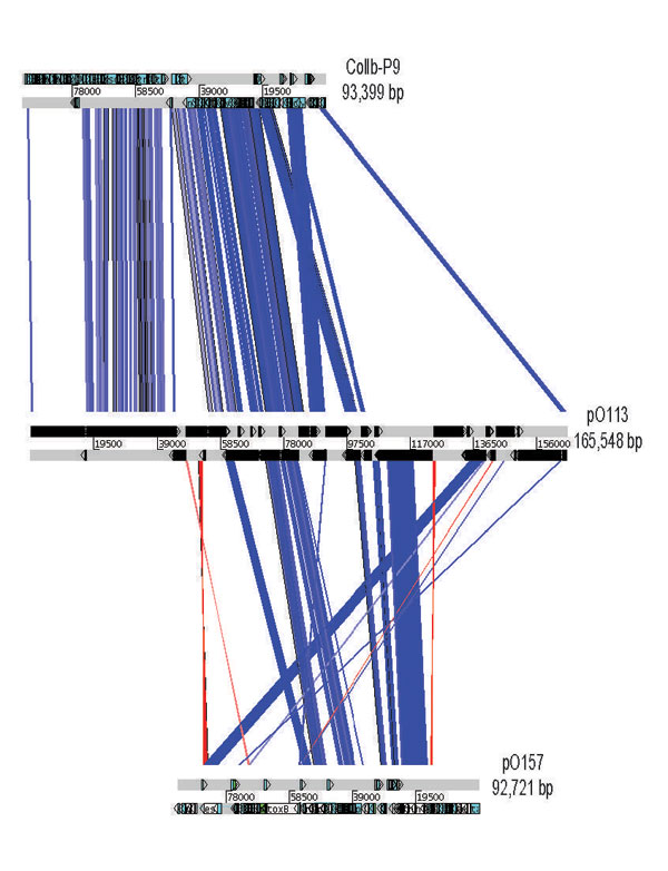 Graphic overview of sequences related to virulence plasmid pO113 in the plasmids ColIb-P9 and pO157. The overview was generated by ACT (www.sanger.ac.uk); related sequences are indicated as boxes between the horizontal bars representing each of the plasmid sequences. Similarity between sequences was established by using TBLASTX with the pO113 sequence as the subject and either ColIb-P9 or pO157 as the query sequence. Blue indicates that open reading frames occur in the same order; red indicates