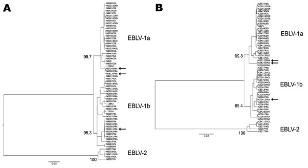 Phylogenetic tree comparing nucleotide sequences of A) nucleoprotein (372 nt, position 63 from the translation initiation site) and B) glycoprotein (547 nt, position 640 from the translation initiation site) genes of spillover transmission of European bat lyssavirus-1 (EBLV-1) in terrestrial mammals and human with representative isolates of the diversity of EBLV-1 in Europe. Cases described in this report are indicated by the arrows. For each dataset, we inferred a maximum clade credibility phyl