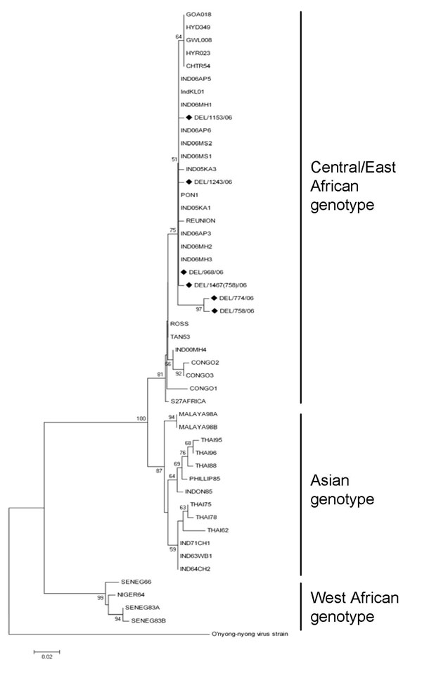 Phylogenetic analysis of partial envelop 1 (E1) gene sequences (294 bp) of chikungunya virus strains from the 2006 dengue outbreak in Delhi, India. Neighbor-joining tree was constructed by using E1 gene sequences from various chikungunya virus sequences. O’nyong-nyong virus (AF079456) was used as an outgroup. Percentage bootstrap support is indicated by the values at each node. Delhi strains are indicated by a diamond. Scale bar indicates nucleotide substitutions per site.