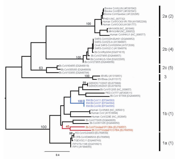 Maximum likelihood tree of coronaviruses based on 378-bp fragment of the RNA-dependent RNA polymerase gene. The tree was inferred under the General Time Reversible (GTR + Γ4 + I) by using PAUP* version 4.0b (Sinauer Associates, Inc., Sunderland, MA, USA). Trinidadian bat coronavirus (Bt-CoV) sequences are highlighted in red and North American Bt-CoV in blue. Previously defined phylogenetic groups and a putative novel group (10) are delineated by the bars on the right. The numbering of these grou