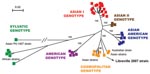 Thumbnail of Phylogenetic relationships among dengue-2 virus (DENV-2) isolates based on full-length sequences (10,695 nt). A total of 85 DENV-2 genomes were compared with the human isolate obtained during the Gabon outbreak. Phylogeny was inferred by using neighbor-joining analysis. A neighbor-joining tree was constructed by using MEGA version 3.2 (www.megasoftware.net) with the Kimura 2-parameter corrections of multiple substitutions. Reliability of nodes was assessed by bootstrap resampling wi