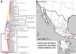 Thumbnail of Phylogenetic tree of complete lyssavirus nucleoprotein genes, comparing the patient isolate with representative rabies virus variants associated with common New World animal reservoirs. The map shows the locations of representative samples associated with rabies transmitted by Tadarida brasiliensis and vampire bats used in the analysis.