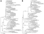 Thumbnail of Phylogenetic analysis of the hemagglutinin (A) and neuraminidase genes (B) of influenza virus (H5N1) isolates. Phylogenetic trees were generated by using the PAUP computer program (4) and applying the neighbor-joining algorithm with branch swapping and bootstrap analysis with 1,000 replicates. The trees were rooted to A/goose/China/Guangdong/1/96 (H5N1).