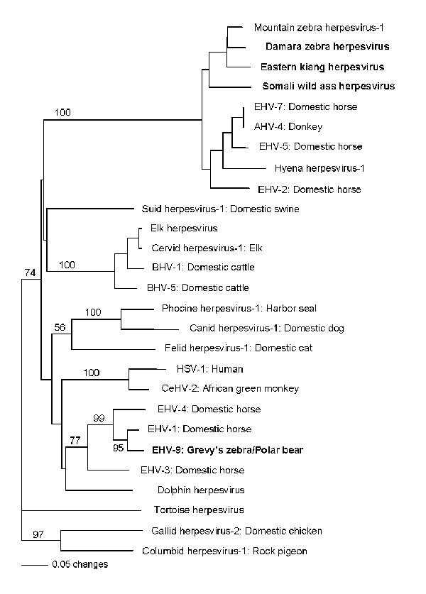 Phylogram of all equine herpesviruses and related viruses from other animals and their respective hosts created from a predicted amino acid segment of the DNA polymerase gene. All sequences obtained in this study are in boldface; bootstrap values &gt;1,000 replicates are denoted. Note clustering of equine gammaherpesviruses and paraphyletic grouping of equine herpesviruses (EHV) -1, EHV-4, and EHV-9 with primate herpesviruses and dolphin herpesvirus. Sequence accessions, sources, and abbreviatio