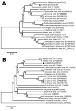 Thumbnail of Phylogenetic analysis of Tahyna virus (TAHV) XJ0625 from China based on the complete nucleotide sequence of the small segment (A) and the medium segment (B). Distances and groupings were determined by the p-distance algorithm and neighbor-joining method with MEGA version 3.1 software (www.megasoftware.net). Bootstrap values are indicated and correspond to 1,000 replications. The tree was rooted by using Bunyamwera virus as the outgroup virus. Scale bars indicate a genetic distance o