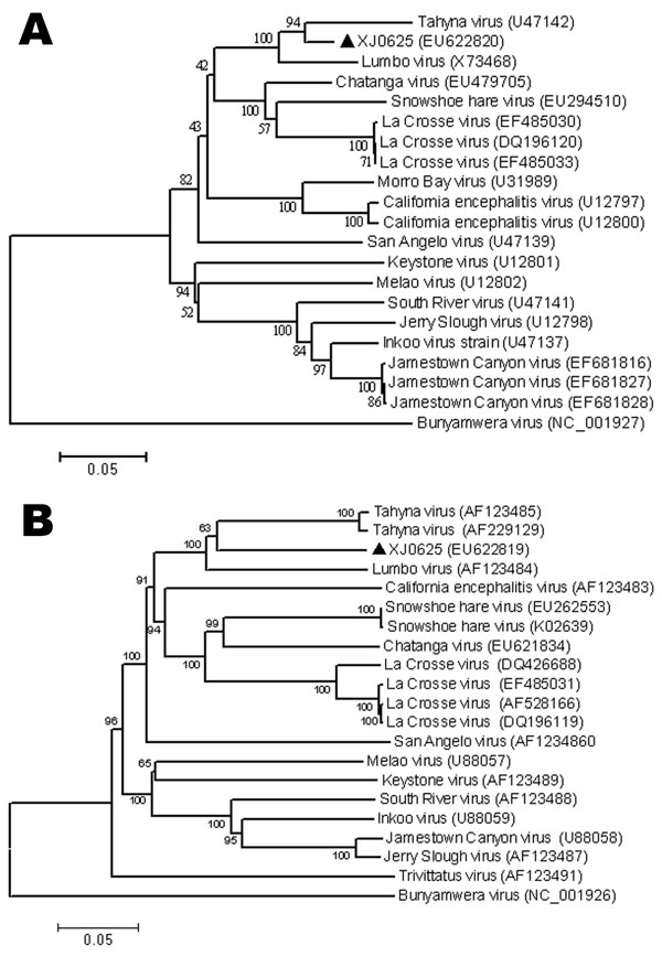 Phylogenetic analysis of Tahyna virus (TAHV) XJ0625 from China based on the complete nucleotide sequence of the small segment (A) and the medium segment (B). Distances and groupings were determined by the p-distance algorithm and neighbor-joining method with MEGA version 3.1 software (www.megasoftware.net). Bootstrap values are indicated and correspond to 1,000 replications. The tree was rooted by using Bunyamwera virus as the outgroup virus. Scale bars indicate a genetic distance of 0.05-nt sub