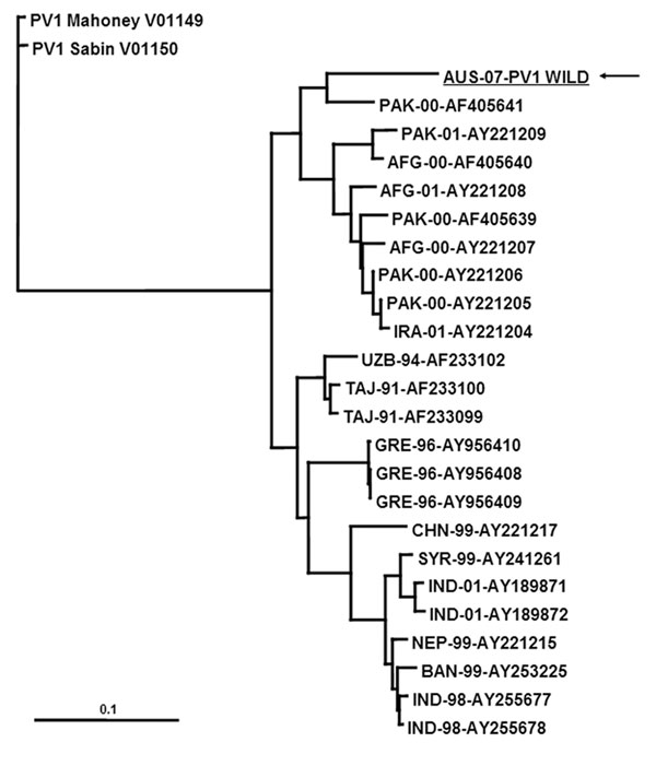 VP1 phylogenetic tree constructed by using cognate sequence available in the public domain was created by using the PHYLIP DNA maximum-likelihood algorithm with 100 bootstrap replicates. Marker represents relative phylogenetic distance. AFG, Afghanistan; AUS, Australia; BAN, Bangladesh; CHN, China; GRE, Greece; IND, India; IRA, Iran; NEP, Nepal; PAK, Pakistan; SYR, Syria; TAJ, Tajikistan; UZB, Uzbekistan. Scale bar represents number of nucleotide substitutions per site.