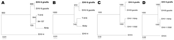 Phylogenic trees of giraffe herpesvirus and other related viruses. A) Open reading frame (ORF) 30, B) ORF33, C) ORF71, and D) ORF72. EHV-9 giraffe, equine herpesvirus (EHV) type 9 isolated from reticulated giraffe (5) (AB453826); EHV-9 gazelle, EHV-9 isolated from a Thomson’s gazelle in Japan (3) (AP010838); T-616, EHV-1 isolated from a zebra fetus in the United States (EU087295); 94-137, EHV-1 isolated from a Thomson's gazelle in the United States (EU087297); Ab4p, EHV-1 isolated from horses (AY665713); EHV-4, EHV-4 isolated from horses (AF030027). Accession numbers of the sequences are AB439722 for ORF30, AB439723 for ORF33, AB453825 for ORF71, AB453826 for ORF72 of giraffe herpesvirus (DNA Data Bank of Japan, National Institute of Genetics, Japan), and AP010838 for EHV-9 genome sequence (H. Fukushi, unpub.data). Boldface indicates the sequence of EHV-9 derived from the giraffe. Scale bar indicates nucleotide substitutions per site.