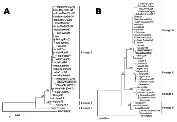 Phylogenetic relationship between peste des petits ruminants virus (PPRV) detected in Tibet, China, in 2007 and other virus isolates. PPRV strains sequenced in this study are highlighted in gray. Other sequences are from GenBank. Phylogenetic analyses were completed with MEGA 3.1 software that used a neighbor-joining algorithm and absolute distances and that followed 1,000 bootstrap replicates. The RBOK vaccine strain of rinderpest virus was included as an outgroup. The tree is based on the part
