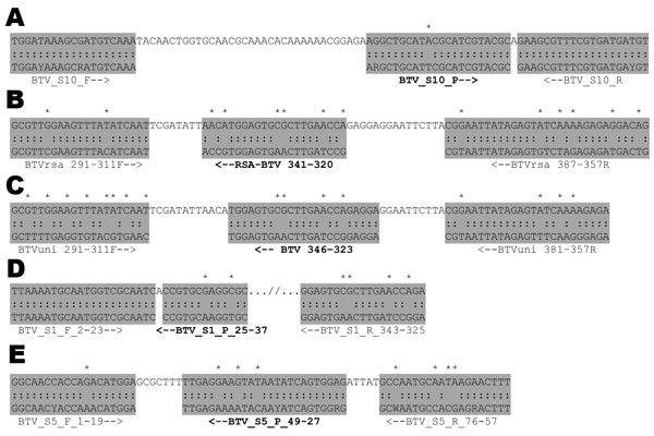 Nucleotide sequence alignment of target regions of published bluetongue virus (BTV) real-time reverse transcription–PCR primers and probes (in boldface), which were used for detection of Toggenburg orbivirus (TOV). A) Segment 10 (10); B) segment 1, eastern serotype specific (13); C) segment 1, western serotype specific (13); D) segment 1 (14); E), segment 5 (14). Shaded areas indicate primer and probe sequences (in sense orientation), colons indicate sequence identity, arrows indicate orientations of probes and primers, and asterisks indicate mismatches between primers/probes and TOV genome sequence.