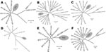 Thumbnail of Phylogenetic analysis of Toggenburg orbivirus (TOV) (shaded regions) genome segments by ClustalW alignment (16) and subsequent neighbor-joining tree construction by MEGA version 4 software (15). GenBank accession numbers are indicated for all orbivirus sequences used to construct dendrograms. A) Segment 5; B) segment 6; C) segment 7; D) segment 8; E) segment 9; F) segment 10. BTV, bluetongue virus; EHDV, epizootic hemorrhagic disease virus. Segments show only relevant parts of dendrograms. **Segment 10 sequence of BTV-8 currently circulating in northern Europe. Scale bars indicate number of nucleotide substitutions per site.