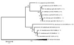 Thumbnail of Phylogenetic tree of different sequevars of Mycobacterium abscessus-chelonnae group isolates determined by rpoB-723 bp sequencing. Isolate identified as M. bolletii is in boldface. Scale bar represents 1% sequence divergence.