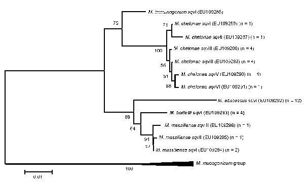 Phylogenetic tree of different sequevars of Mycobacterium abscessus-chelonnae group isolates determined by rpoB-723 bp sequencing. Isolate identified as M. bolletii is in boldface. Scale bar represents 1% sequence divergence.