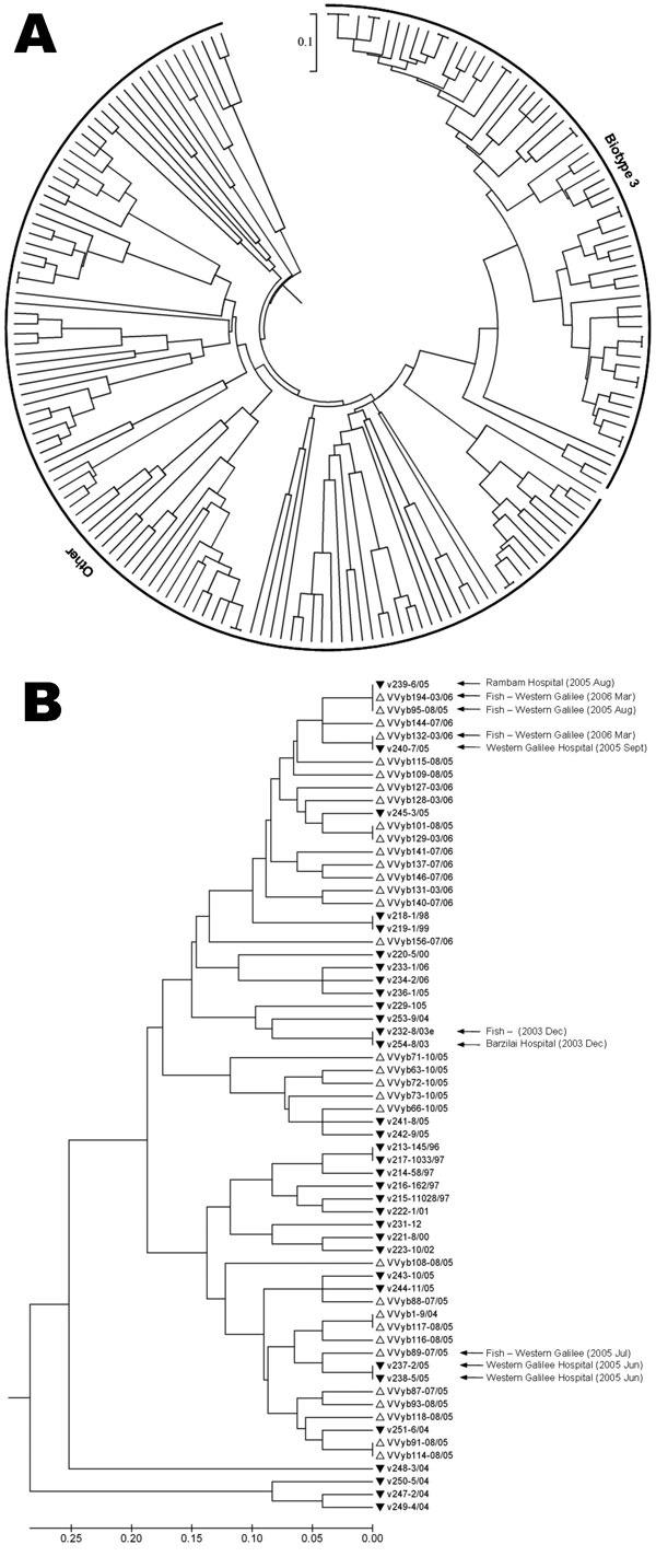 A) Genetic relationships based on simple-sequence repeat (SSR) variation data among 183 Vibrio vulnificus isolates including 135 new environmental, 22 new clinical, and 26 previously studied isolates. B) A subtree enlargement of panel A displaying a set of 65 V. vulnificus biotype 3 isolates. Similar clinical and environmental isolates, showing an epidemiologic connection, are indicated by arrows. The genetic-distance matrix was generated based on 212 polymorphic points (the sum of alleles across 12 SSR loci). Genetic relationships are based on unweighted pair group method with arithmetic mean cluster analysis of SSR variation using MEGA4 software (11). Scale bar represents genetic distance.