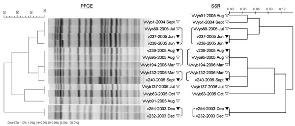 Genetic relationships showing the epidemiologic connection among 12 clinical and environmental Vibrio vulnificus biotype 3 isolates based on pulsed-field gel electrophoresis (PFGE) analysis compared to analysis at 12 single-sequence repeat (SSR) loci. PFGE profiles were compared by using the Dice coefficient followed by unweighted pair group method with arithmetic mean clustering (tolerance, 1.0%). Scale bars represent pattern similarity (% for PFGE and genetic distance for SSR).