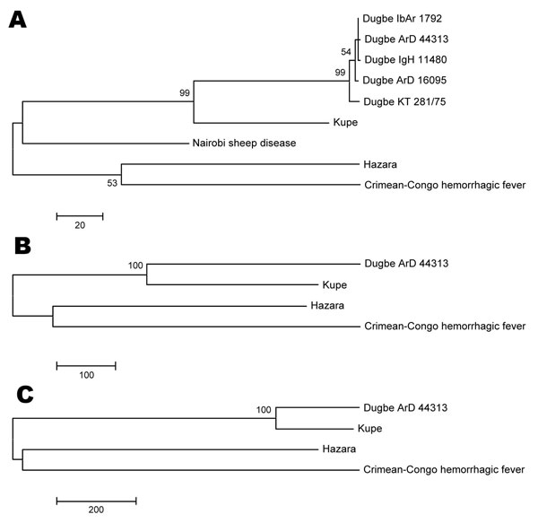 Phylogenetic trees produced by using maximum-parsimony analysis with 500 bootstrap replicates on alignments of full-length amino acid sequences of the A) small segment, B) medium segment, and C) large segment of Kupe virus with other available full-length nairovirus sequences. Scale bars indicate branch length and bootstrap values &gt;50% are shown above branches.
