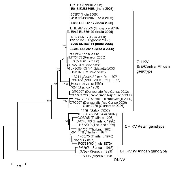 Phylogenetic analysis of chikungunya virus (CHIKV) sequences on the basis of partial E1 gene sequence (position 10620–11148 of the prototype CHIKV S27 genomic sequence). Sequences obtained in this study are in boldface. The analysis was performed using MEGA version 4 software (8), by using the neighbor-joining (p-distance) method. The length of the tree branches indicates the percentage of divergence; the percentage of successful bootstrap replicates is specified at the nodes (1,000 replicates).