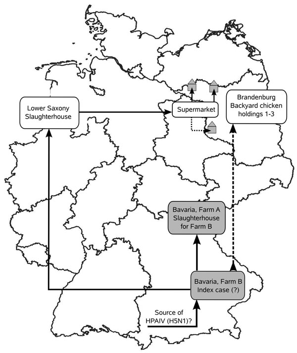 Possible pathway of transmission of highly pathogenic avian influenza virus (HPAIV) (H5N1) from farm B, Bavaria, to 3 backyard chicken holdings in Brandenburg (gray house symbols) based on phylogenetic and circumstantial epidemiologic evidence. Viruses of these cases were virtually identical, although they were separated by 4 months (August and December, 2007) and ≈400 km without linking outbreaks. In contrast, other viruses occurring at the same time (August) in Bavaria in wild birds or in farm