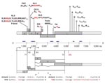 Thumbnail of Conservation of genome organization, regulatory sequences, and protein domains of Borna disease virus (BDV) in novel strains from parrots 1034, 1322, and 1367. N, nucleoprotein; P, phosphoprotein; X, X protein; M, matrix protein; G, glycoprotein; L, L-polymerase protein. Genome regions not yet sequenced in the novel strains are shaded. P-bind, binding site for P on X; NLS, nuclear localization signals of X and P; PKC, protein kinase C epsilon phosphorylation sites in P; CK II, casein kinase phosphorylation sites in P; SIG, signal peptide; Furin, furin cleavage site; TM, transmembrane anchor of G; A – D, conserved RNA-dependent RNA polymerase motifs. Conserved sites/residues with respect to BDV strain V are shown in black; divergent sites/residues are indicated in red; K32 in P NLS-1 is divergent only in 1034/1322, K35 in NLS-1 and K183 in NLS-2 are divergent only in 1367. S2 and S3, start sites of transcription units 2 and 3, respectively, showing the conserved GAA initiation triplet; T1, T2, and T3, transcription termination sites showing the conserved TA6 consensus sequence; (t6) indicates a nonconserved TA6 sequence found in some BDV isolates. Blue bars indicate the 6 clusters represented by contigs obtained through pyrosequencing. Consensus splice site sequences corresponding to established introns I and II in genes for M and G of BDV strain V are aligned to corresponding sequences of the novel strains.