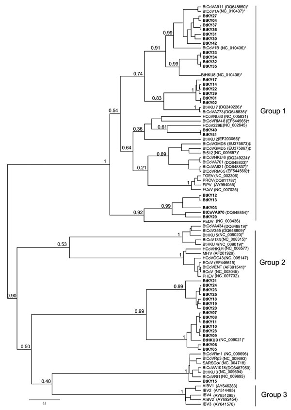Phylogenetic tree generated using Bayesian Markov Chain Monte Carlo analysis implemented in Bayesian Evolutionary Analysis Sampling Trees (BEAST; http://beast.bio.ed.ac.uk) by using a 121-nt fragment of the RdRp gene 1b from 39 coronaviruses (CoVs) in bats from Kenya. CoVs from this study are shown in boldface; an additional 47 selected human and animal coronaviruses from the National Center for Biotechnology Information database are included. The Bayesian posterior probabilities were given for