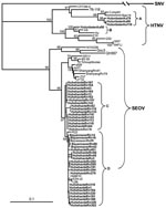 Thumbnail of Phylogenetic tree of hantaviruses from rodents in Inner Mongolia, China, 2003–2006. The tree is based on partial sequences of the small (S) segment (nt 620–999 for Seoul virus [SEOV] and nt 614–993 for Hantaan virus [HTNV]). PHYLIP program package (3.65) (http://evolution.genetics.washington.edu/phylip.html) was used to construct the phylogenetic trees by using the neighbor-joining (NJ) and the maximum likelihood (ML) methods with 1,000 bootstrap replicates. The tree constructed by