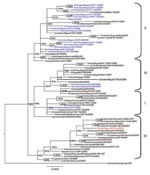 Thumbnail of Phylogenetic tree constructed by Bayesian analysis of the neuraminidase gene segment of representative influenza viruses A (H5N1) from Africa, Europe, and the Middle East. Taxon names of the Nigerian viruses isolated during 2006–2007 are marked in blue, 2008 isolate in red. Posterior probabilities of the clades are indicated above the nodes. Scale bar indicates number of nucleotide substitutions per site.