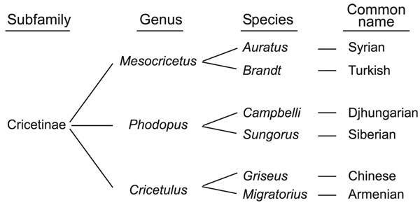 Taxonomic classification for 6 hamster species. Phylogenetically, these species are grouped into closely related taxonomic genera (9).