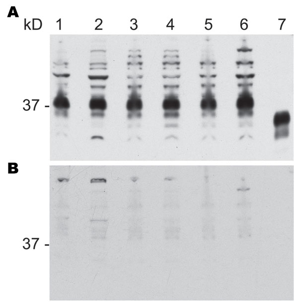 Proteinase K–sensitive prion protein (PrPsen) Western blot analysis from 6 hamster species performed with A) polyclonal antibody R30 (89–103) or B) R30 preincubated with peptide to prion protein 89–103. Hamster species: lane 1, Syrian; lane 2, Turkish; lane 3, Djungarian; lane 4, Syrian; lane 5, Chinese; lane 6, Armenian. Lane 7, proteinase K–resistant prion protein (PrPres) from 263K Syrian hamsters. 0.8 mg tissue equivalents per lane; 37 kDa indicated.