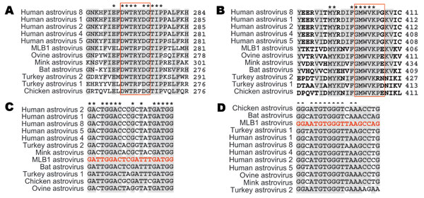 Astrovirus open reading frame (ORF) 1b alignments for design of pan-astrovirus primers. Astrovirus RNA polymerase sequences (ORF1b) were aligned at the amino acid level to define the conserved regions used for the design of primers SF0073 (A) and SF0076 (B). The numbers to the right of the sequences indicate the position of the last amino acid within each ORF1b sequence. Red boxes represent the specific regions that were reverse translated into the corresponding nucleic acid sequences used for t