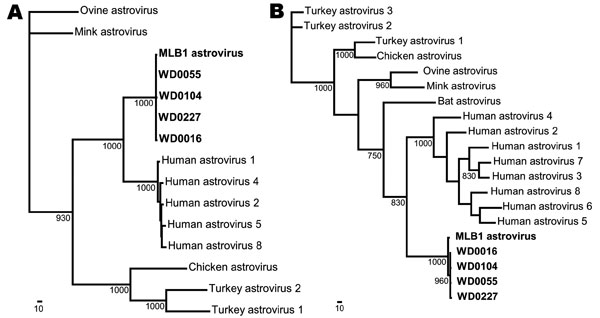Phylogenetic analysis of astrovirus MLB1 (AstV-MLB1) isolates. A region of the serine protease (A) and the capsid (B) of each virus detected by the AstV-MLB1–specific primers was amplified and sequenced. Multiple sequence alignments were then generated with these sequences and the corresponding regions of known astroviruses using ClustalX (www.clustal.org). PAUP* (Sinauer Associates, Sunderland, MA, USA) was used to generate phylogenetic trees; bootstrap values (&gt;700) from 1,000 replicates ar
