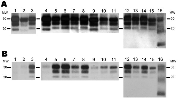 Electrophoretic profiles and antibody labeling of atypical proteinase K–resistant prion protein (PrPres) detected with monoclonal antibodies Sha31 (A) and 12B2 (B) in different isolates used for inoculating porcine PrP transgenic mice. Panels A and B were loaded with the same quantities of extracted PrPres from each sample. MW, molecular mass in kilodaltons.