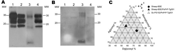 Brain atypical proteinase K–resistant prion protein (PrPres) of porcine PrP transgenic mice infected with an atypical scrapie (SC-PS152) agent (lane 4) versus sheep bovine spongiform encephalopathy (Sheep-BSE) agent (lane 2). Electrophoretic profiles and antibody labeling of PrPres detected with monoclonal antibodies Sha31 (A) or 12B2 (B). Profiles produced by atypical scrapie (SCPS152) (lane 3) and sheep-BSE (lane 1) before passage in the porcine mouse model are shown for comparison. MW, molecu